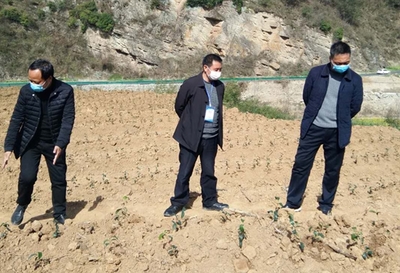 縣農(nóng)業(yè)農(nóng)村局“四個到位”抓實(shí)春季農(nóng)業(yè)生產(chǎn) 農(nóng)業(yè)信息咨詢